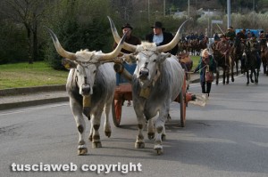Viterbo - La giornata della benedizione degli animali