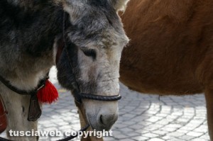 Viterbo - La giornata della benedizione degli animali