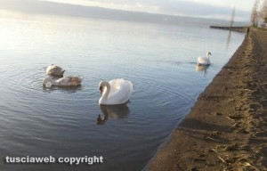 Cigni al lago di Bolsena