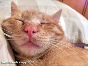 Un gatto che riposa