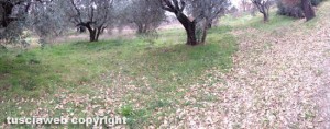 Viterbo - L'isola di prossimità dopo la pulizia di Viterbo civica