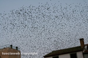Invasioni di stormi a Tarquinia