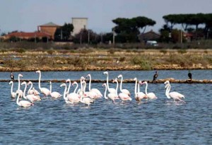Tarquinia - Fenicotteri alla Riserva naturale Saline
