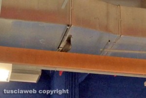 Viterbo - Un piccione svolazza all'Ipercoop