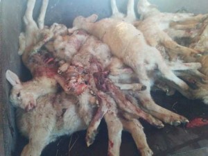 Gli agnelli uccisi
