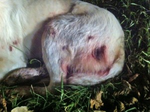 Il cane ferito 