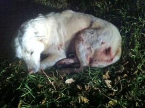 Il cane ferito 