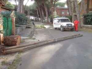 Tarquinia - I volontari della protexione civile rimuovono gli alberi caduti