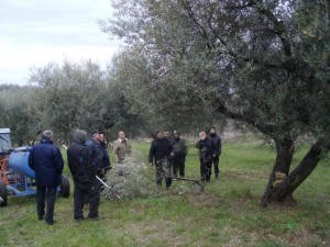 Villa San Giovanni in Tuscia - Corso di potatura delle olive