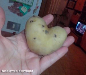 Patata a forma di cuore