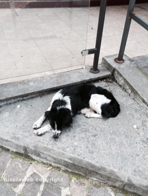 Il cagnolino che gironzola per via Matteotti a Viterbo