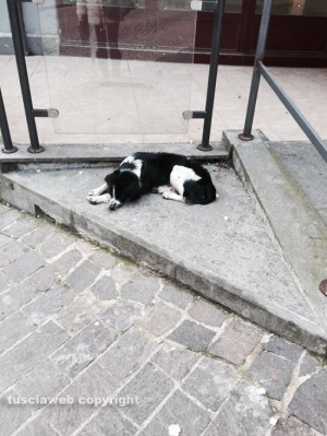 Il cagnolino che gironzola per via Matteotti a Viterbo
