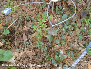 Viterbo - Un catetere abbandonato a Prato giardino