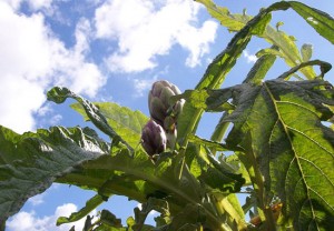 Carciofi