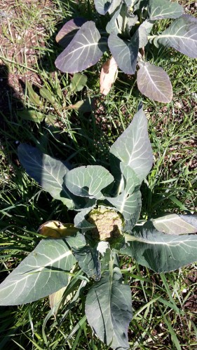 Orti urbani