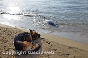Tarquinia - Il cane guarda il delfino spiaggiato 
