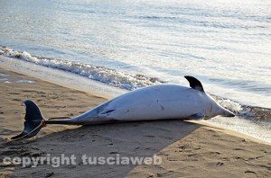 Tarquinia - Il delfino spiaggiato