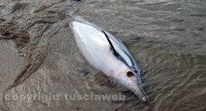 Delfino spiaggiato