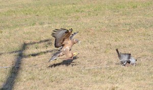 Aquile del Bonelli