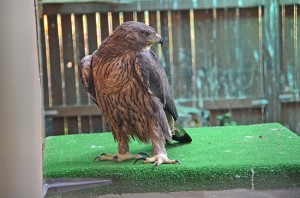 Aquile del Bonelli