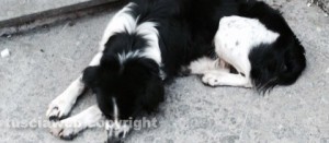 Il cagnolino che gironzola per via Matteotti a Viterbo