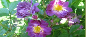 Le rose: varietà e colori per il nostro giardino
