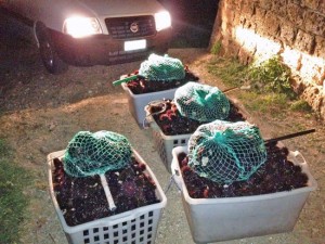 I ricci sequestrati dalla guardia costiera 