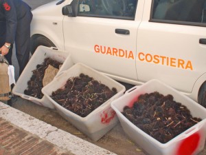 I ricci sequestrati dalla guardia costiera