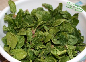 Spinaci