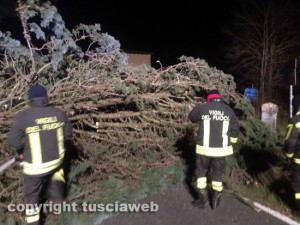 Uno degli alberi caduti