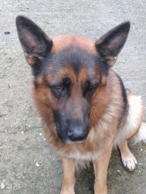 Rex