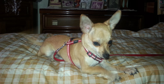 Viterbo - Il fratellino del chihuahua smarrito