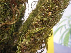 Cannabis