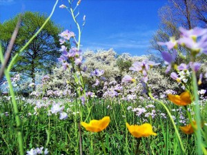 Arriva la primavera