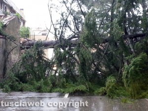 Maltempo - Canino - Albero crollato in centro