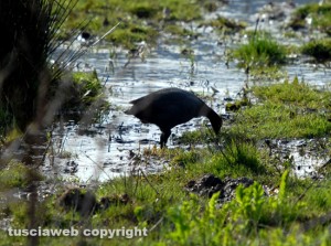 Riserva naturale lago di Vico