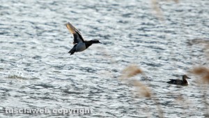 Ronciglione - Uccelli nella Riserva naturale lago di Vico