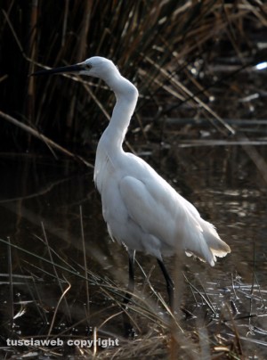 Ronciglione - Uccelli nella Riserva naturale lago di Vico