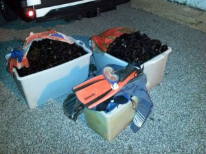 Santa Marinella - I ricci sequestrati