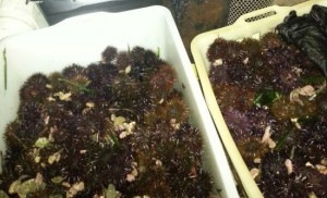 Sorpresi con mille ricci di mare