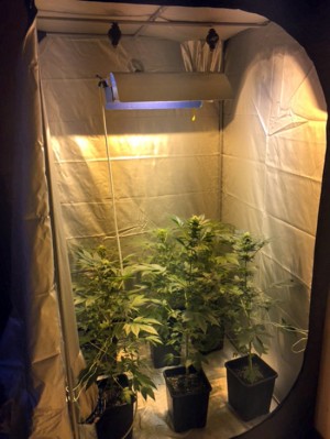 La marijuana sequestrata dai carabinieri