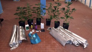 La marijuana sequestrata dai carabinieriLa marijuana sequestrata dai carabinieri