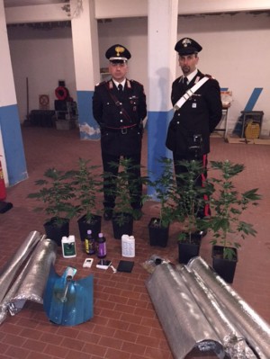 La marijuana sequestrata dai carabinieri