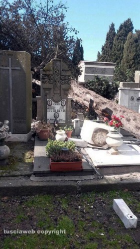 Viterbo - Un albero crollato sulle tombe al cimitero di San Lazzaro