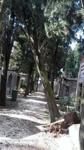 Viterbo - Un albero che sta per crollare al cimitero di San Lazzaro