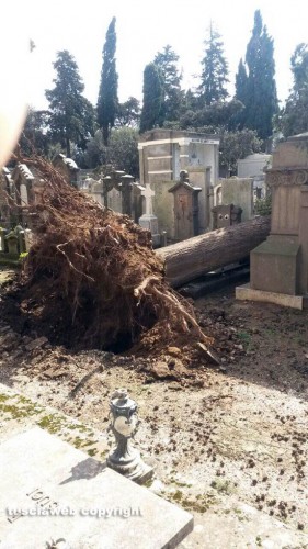 Viterbo - Un albero crollato sulle tombe al cimitero di San Lazzaro
