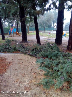 I rami rotti nel giardino della scuola di Bagnaia
