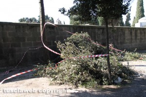 Viterbo - Il cimiterViterbo - Il cimitero di San Lazzaro - Un albero tagliatoo di San Lazzaro