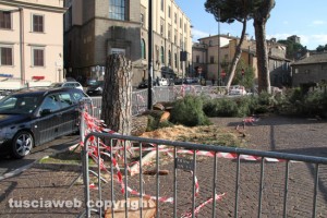 Viterbo - I pini mediterranei tagliati a via Ascenzi