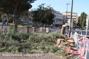 Viterbo - I pini mediterranei tagliati a via Ascenzi